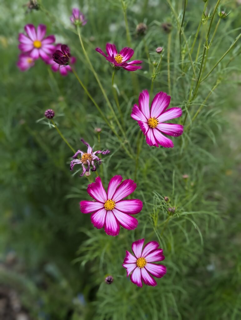 Heimische Stauden und Wildstauden für euren Blumengarten und wunderschön üppigen Bauerngarten - sortiert nach sonniger & schattiger Standort