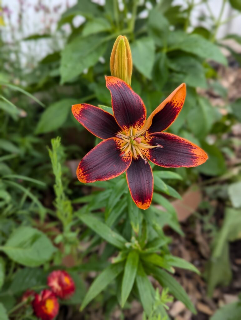 Heimische Stauden und Wildstauden für euren Blumengarten und wunderschön üppigen Bauerngarten - sortiert nach sonniger & schattiger Standort