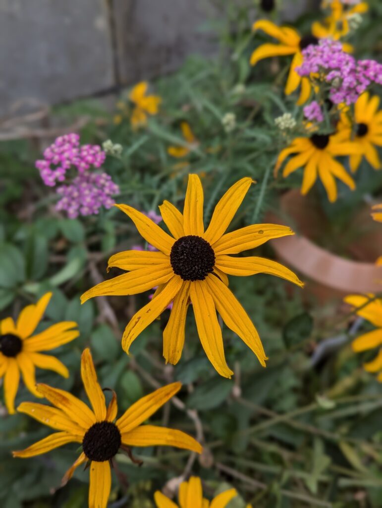 Heimische Stauden und Wildstauden für euren Blumengarten und wunderschön üppigen Bauerngarten - sortiert nach sonniger & schattiger Standort
