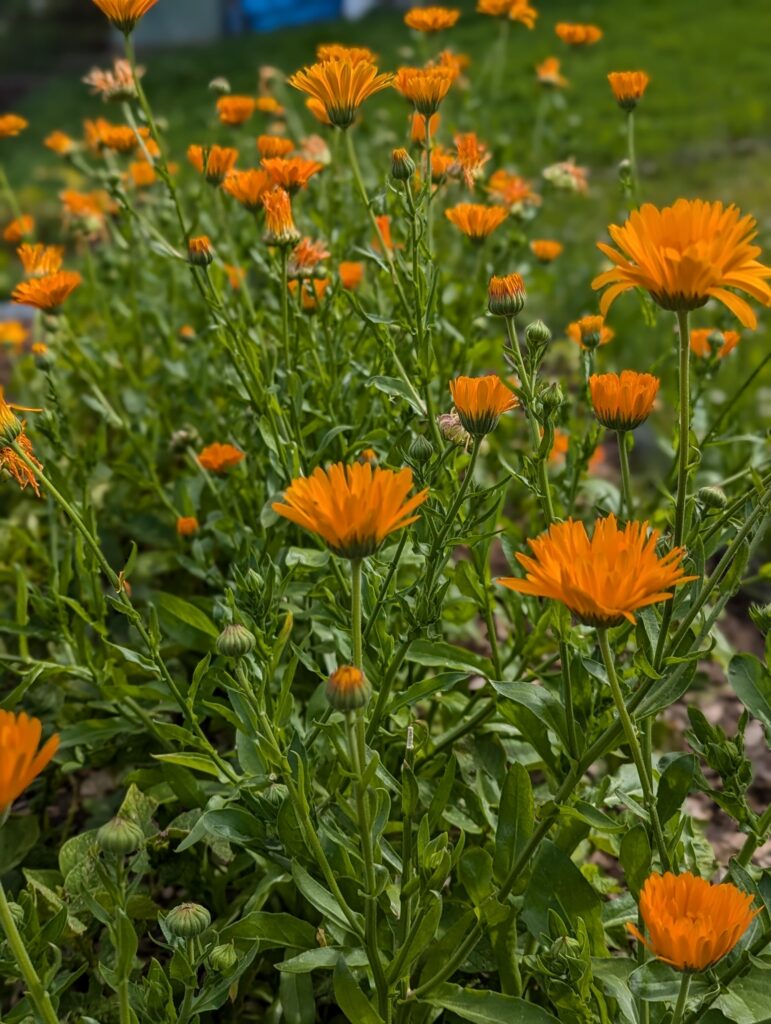 Heimische Stauden und Wildstauden für euren Blumengarten und wunderschön üppigen Bauerngarten - sortiert nach sonniger & schattiger Standort