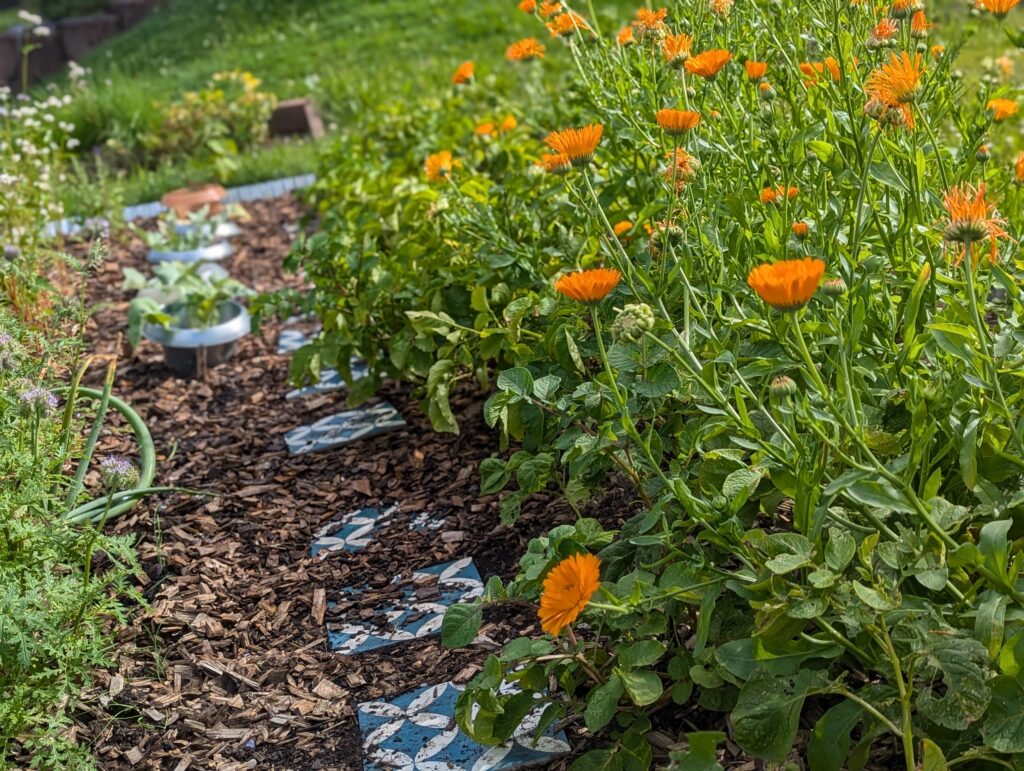 Heimische Stauden und Wildstauden für euren Blumengarten und wunderschön üppigen Bauerngarten - sortiert nach sonniger & schattiger Standort
