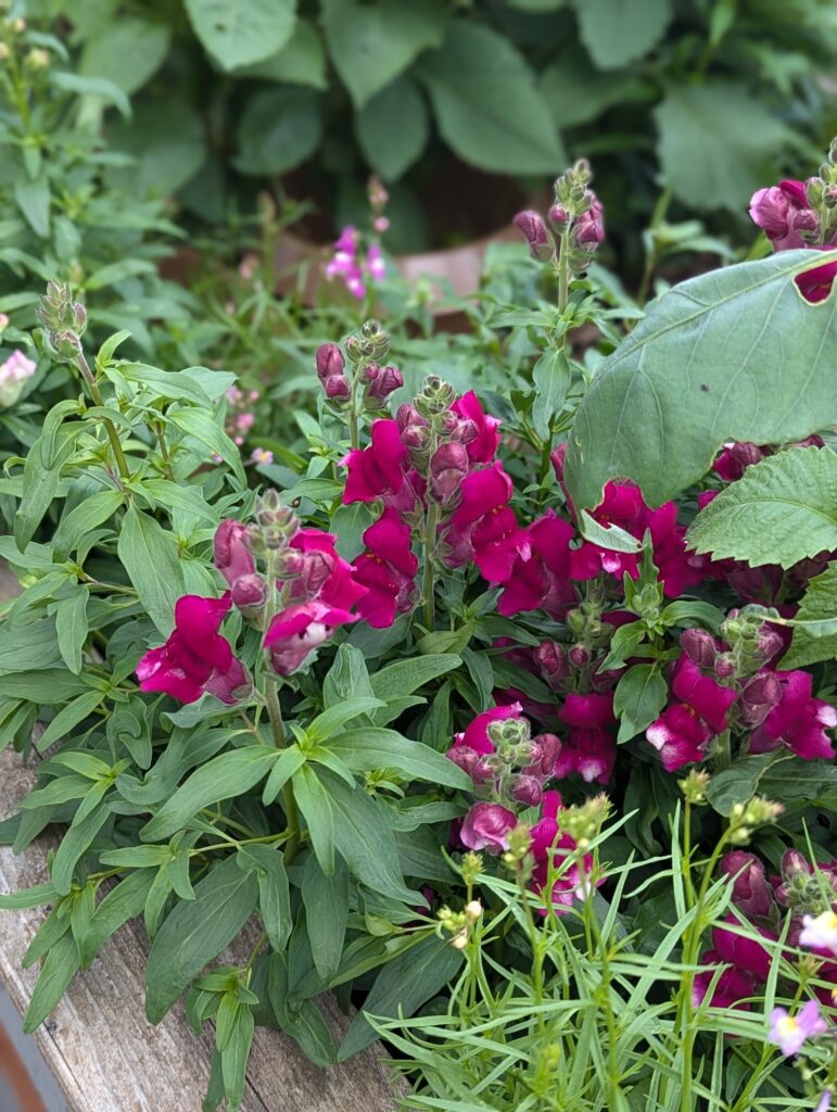 Heimische Stauden und Wildstauden für euren Blumengarten und wunderschön üppigen Bauerngarten - sortiert nach sonniger & schattiger Standort