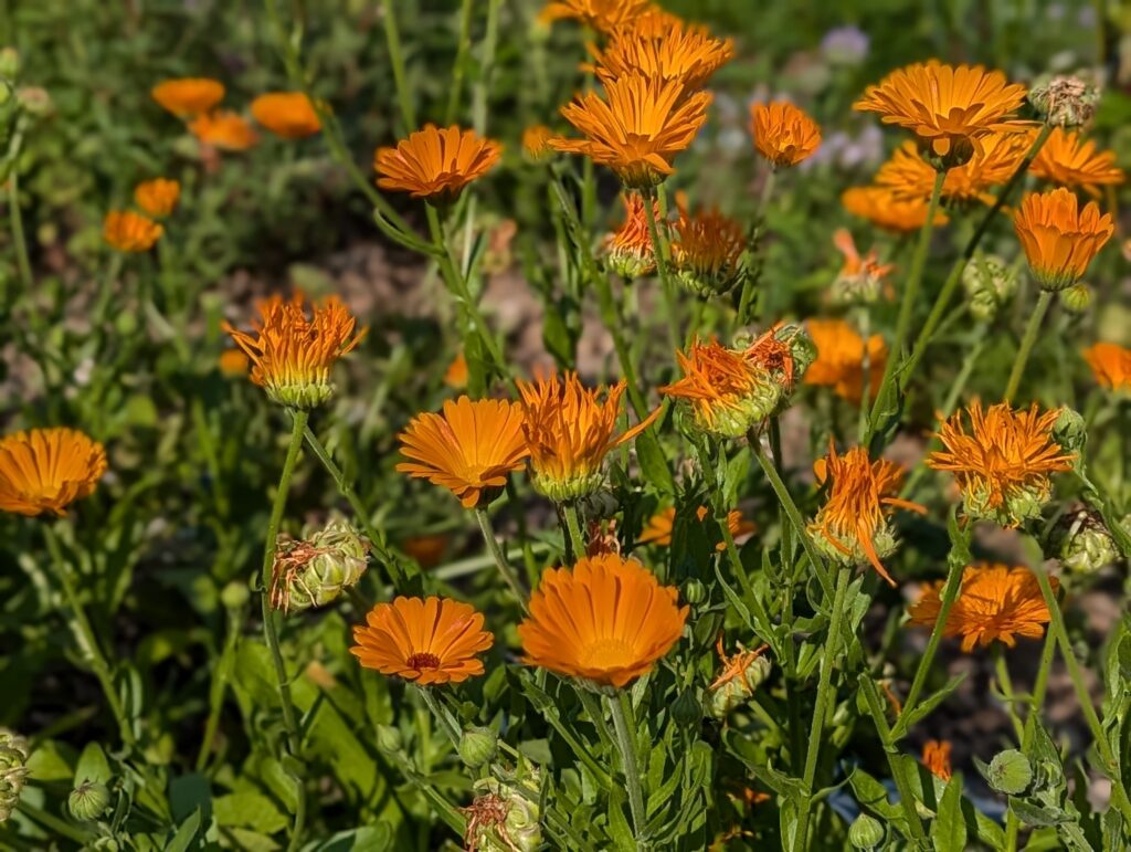 Heimische Stauden und Wildstauden für euren Blumengarten und wunderschön üppigen Bauerngarten - sortiert nach sonniger & schattiger Standort