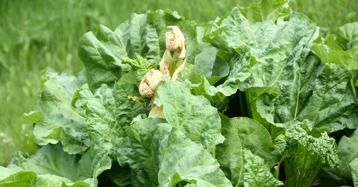Was tun, wenn Rhabarber blüht? Hier erfahrt ihr die Gründe & meine Tipps für den Umgang mit der Blüte und trotzdem einer ertragreichen Ernte