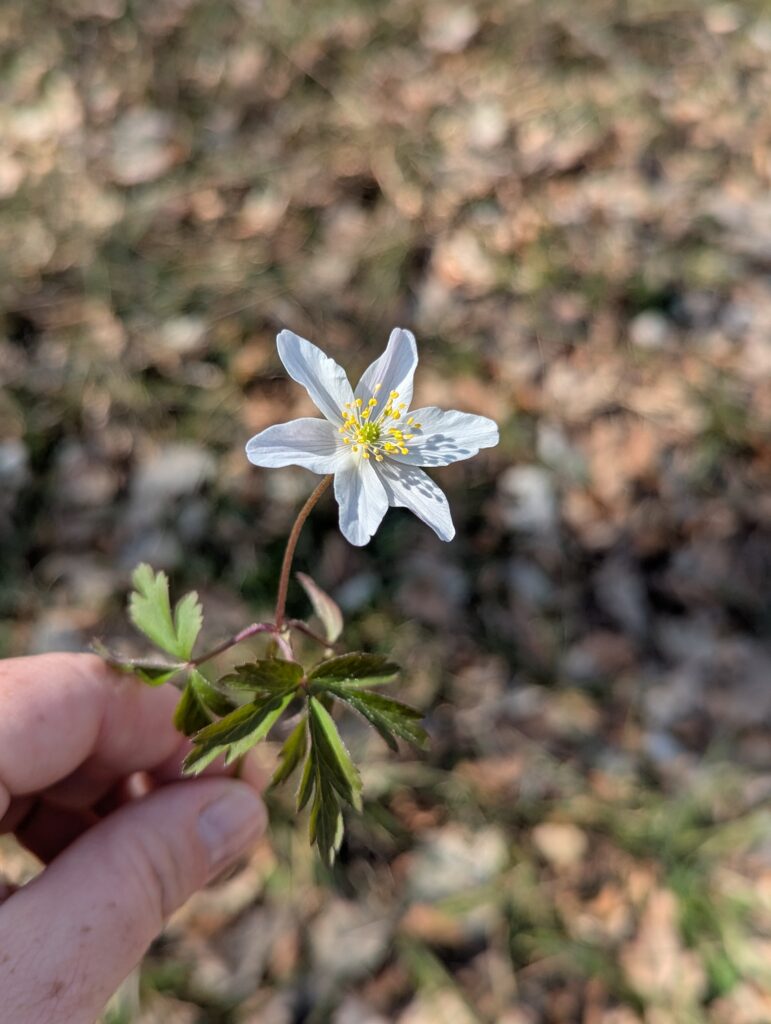 Saisonkalender April: Saisonales Obst und Gemüse im Frühling aus unserer Region. Was ist wann reif? Wann wird was geerntet? Nachhaltig Kochen