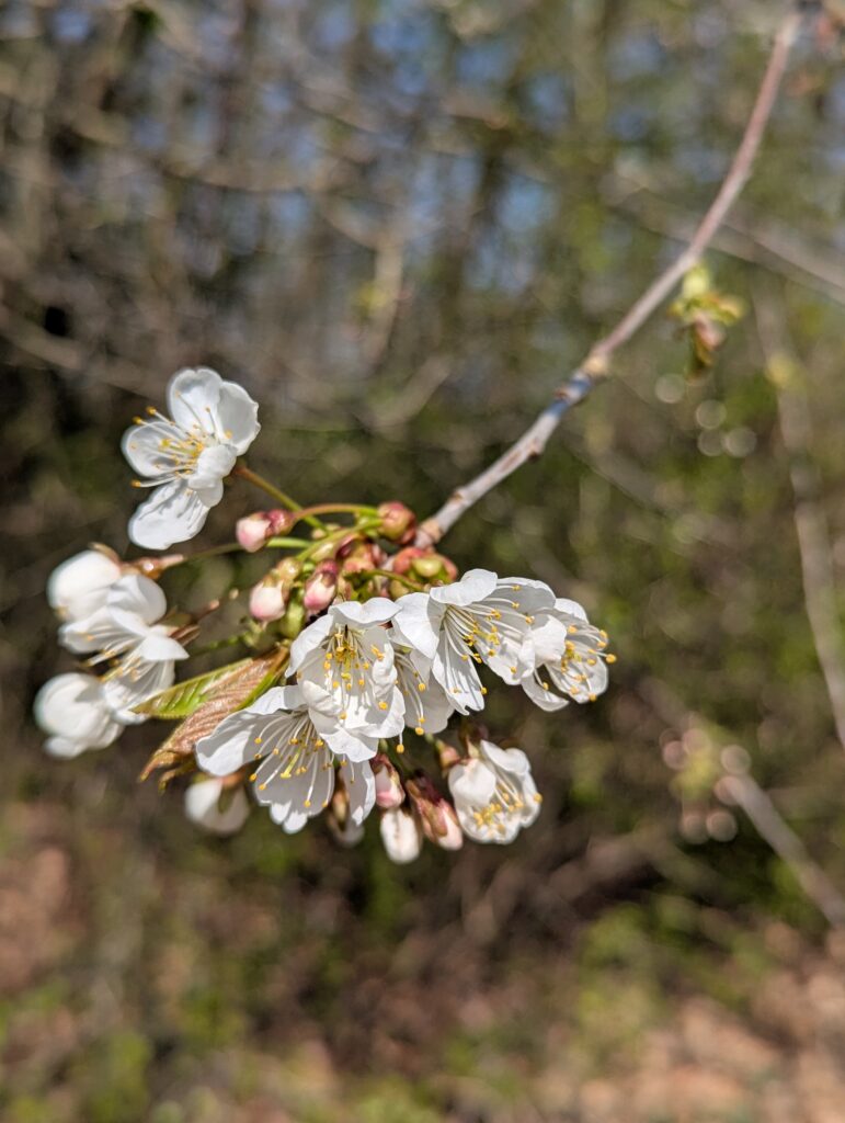 Saisonkalender April: Saisonales Obst und Gemüse im Frühling aus unserer Region. Was ist wann reif? Wann wird was geerntet? Nachhaltig Kochen