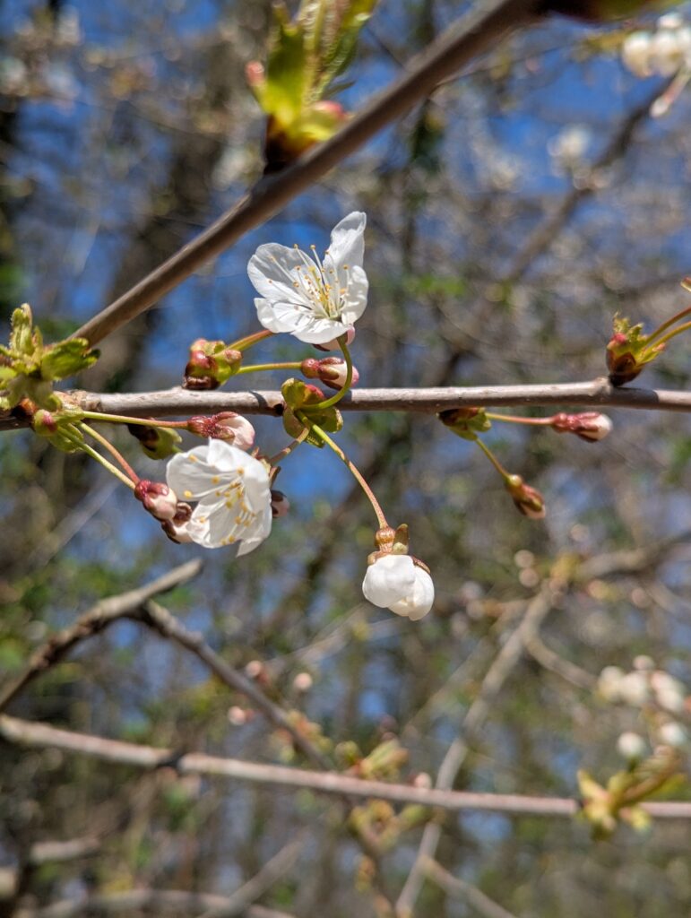 Bienenfreundlicher Garten am Haus: Praktische Tipps für Familien - Pflanzideen, Gemüsebeet, Obst & Spielbereiche, pflegeleicht und naturnah.