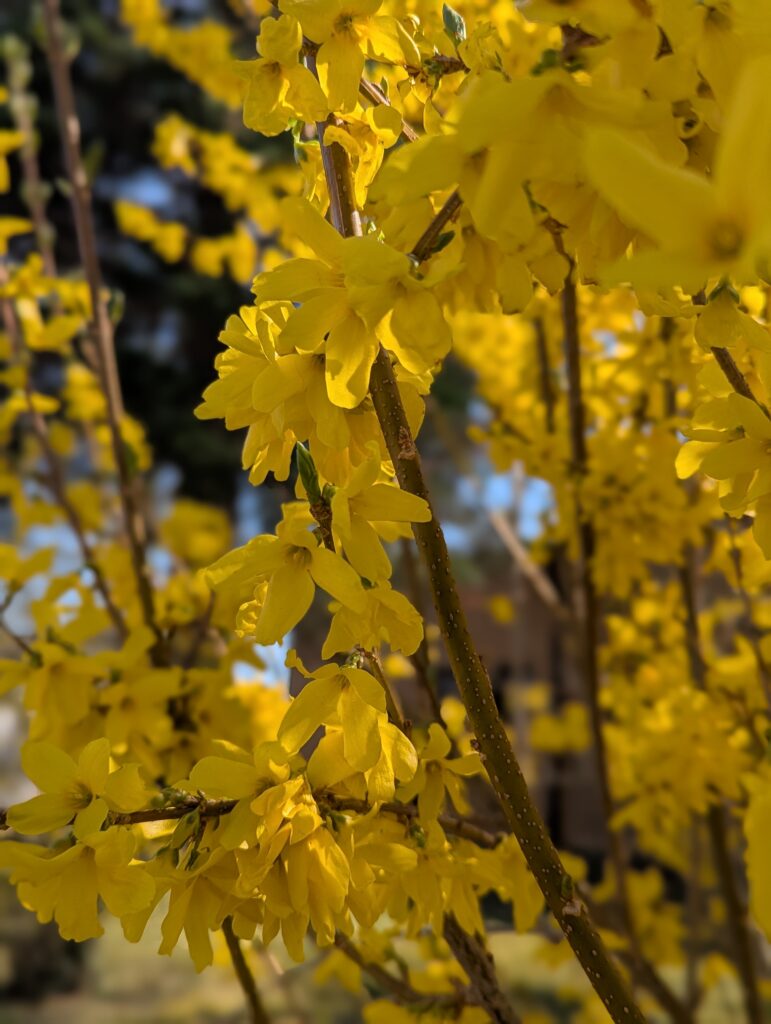 Saisonkalender April: Saisonales Obst und Gemüse im Frühling aus unserer Region. Was ist wann reif? Wann wird was geerntet? Nachhaltig Kochen