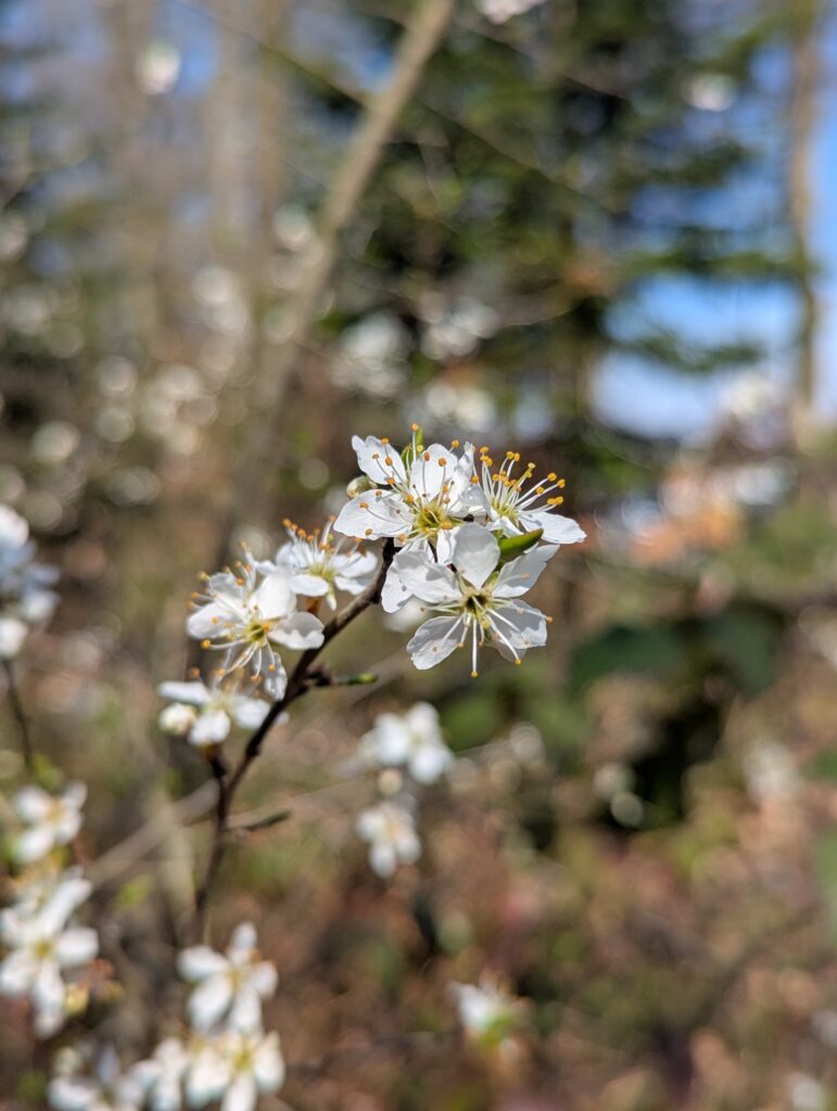 Saisonkalender April: Saisonales Obst und Gemüse im Frühling aus unserer Region. Was ist wann reif? Wann wird was geerntet? Nachhaltig Kochen