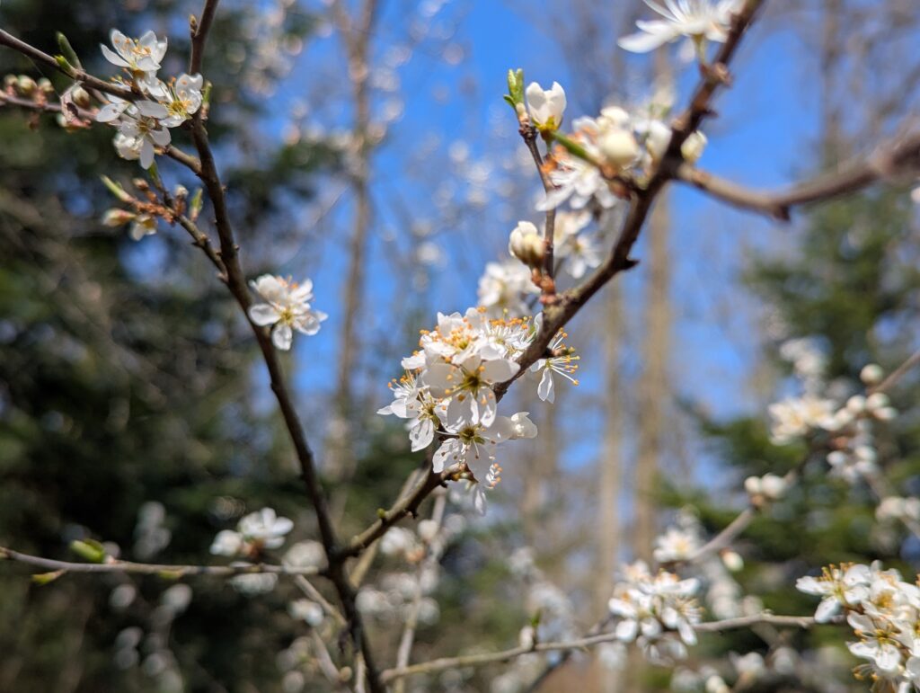 Saisonkalender April: Saisonales Obst und Gemüse im Frühling aus unserer Region. Was ist wann reif? Wann wird was geerntet? Nachhaltig Kochen