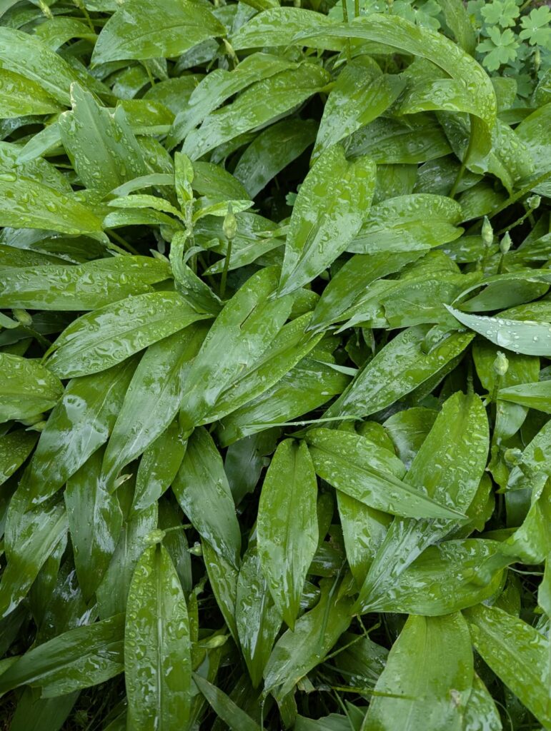 Bärlauch-Guide: Wann wächst Bärlauch? Tipps zu Anbau, Ernte und Verwendung zeige ich dir. Damit du sicher wilden Bärlauch ernten kannst. #bärlauch #selbstversorger #ernten #rezept