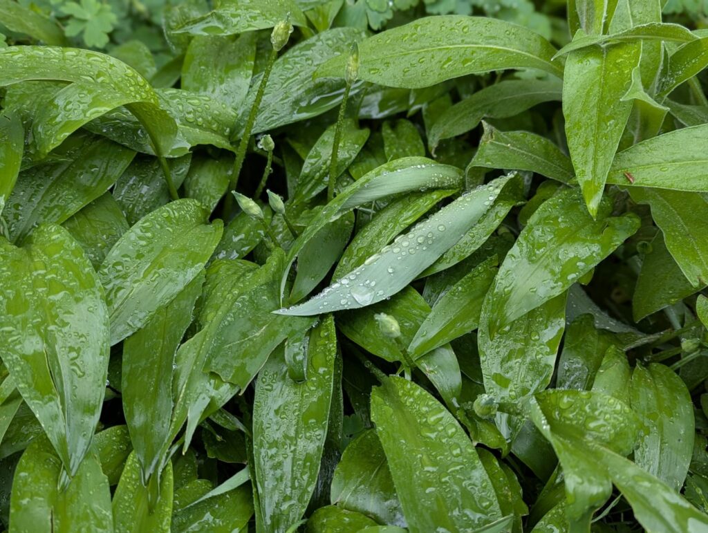 Bärlauch-Guide: Wann wächst Bärlauch? Tipps zu Anbau, Ernte und Verwendung zeige ich dir. Damit du sicher wilden Bärlauch ernten kannst. #bärlauch #selbstversorger #ernten #rezept