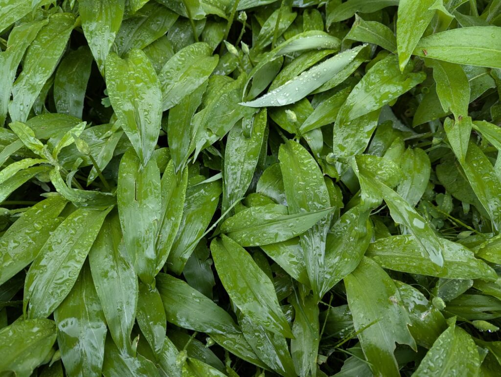 Bärlauch-Guide: Wann wächst Bärlauch? Tipps zu Anbau, Ernte und Verwendung zeige ich dir. Damit du sicher wilden Bärlauch ernten kannst. #bärlauch #selbstversorger #ernten #rezept