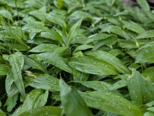 Bärlauch-Guide: Wann wächst Bärlauch? Tipps zu Anbau, Ernte und Verwendung zeige ich dir. Damit du sicher wilden Bärlauch ernten kannst. #bärlauch #selbstversorger #ernten #rezept