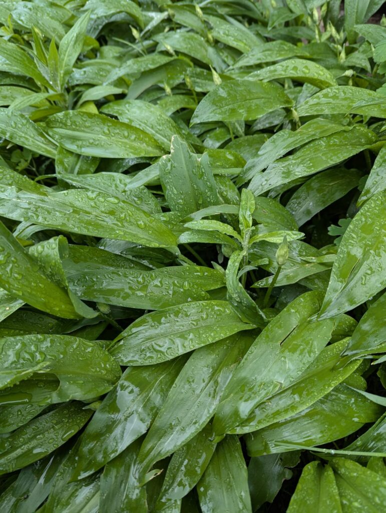 Bärlauch-Guide: Wann wächst Bärlauch? Tipps zu Anbau, Ernte und Verwendung zeige ich dir. Damit du sicher wilden Bärlauch ernten kannst. #bärlauch #selbstversorger #ernten #rezept