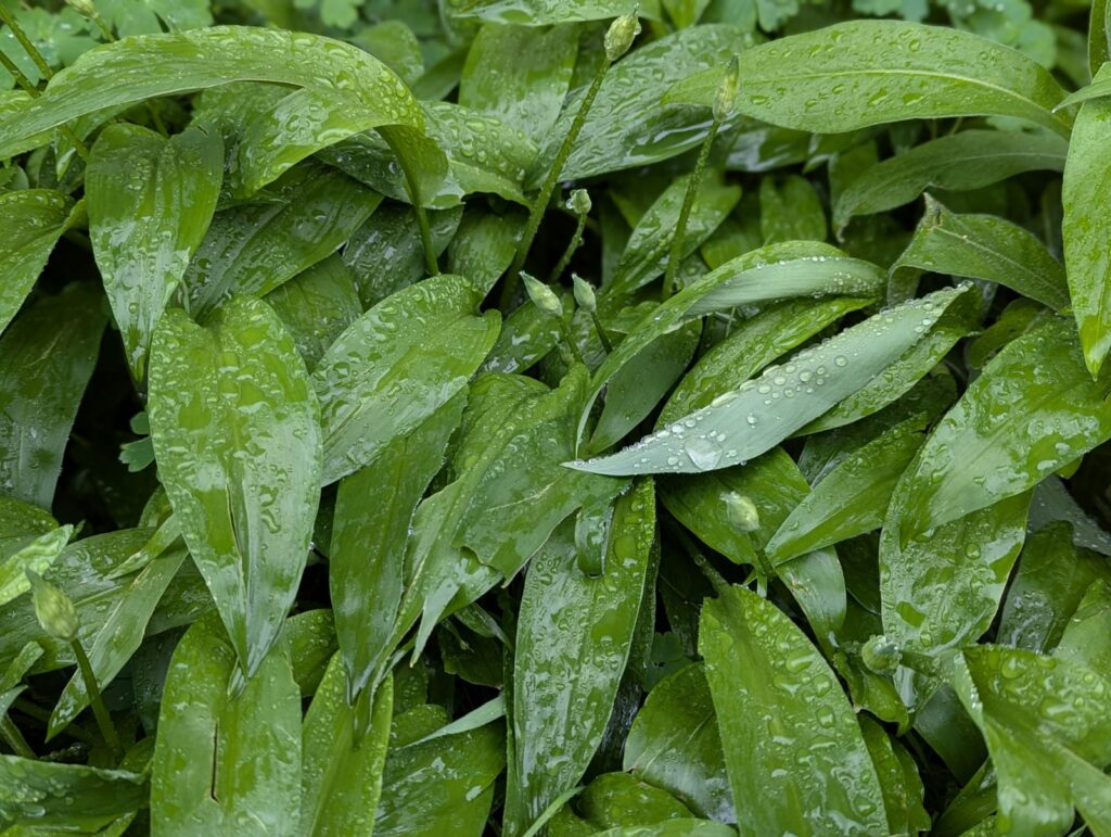 Bärlauch-Guide: Wann wächst Bärlauch? Tipps zu Anbau, Ernte und Verwendung zeige ich dir. Damit du sicher wilden Bärlauch ernten kannst. #bärlauch #selbstversorger #ernten #rezept