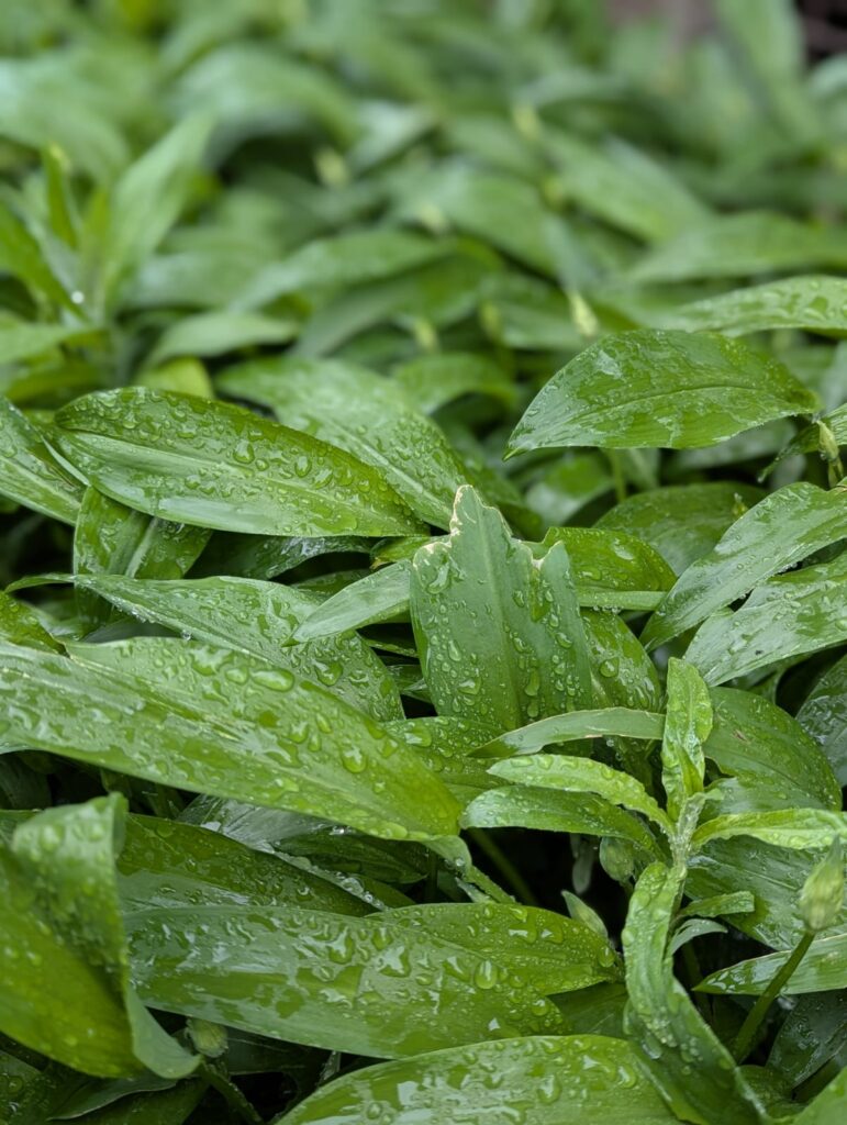 Bärlauch-Guide: Wann wächst Bärlauch? Tipps zu Anbau, Ernte und Verwendung zeige ich dir. Damit du sicher wilden Bärlauch ernten kannst. #bärlauch #selbstversorger #ernten #rezept