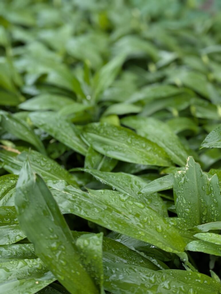Bärlauch-Guide: Wann wächst Bärlauch? Tipps zu Anbau, Ernte und Verwendung zeige ich dir. Damit du sicher wilden Bärlauch ernten kannst. #bärlauch #selbstversorger #ernten #rezept