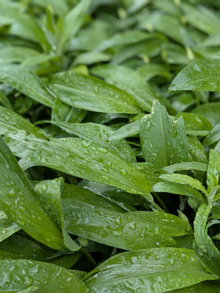Bärlauch-Guide: Wann wächst Bärlauch? Tipps zu Anbau, Ernte und Verwendung zeige ich dir. Damit du sicher wilden Bärlauch ernten kannst. #bärlauch #selbstversorger #ernten #rezept