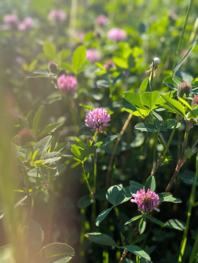 Kreative Gartenideen für Kinder: DIYs, Naturspiele und Projekte, die Spaß machen und die Naturverbundenheit stärken. Für Kindergartenkinder.