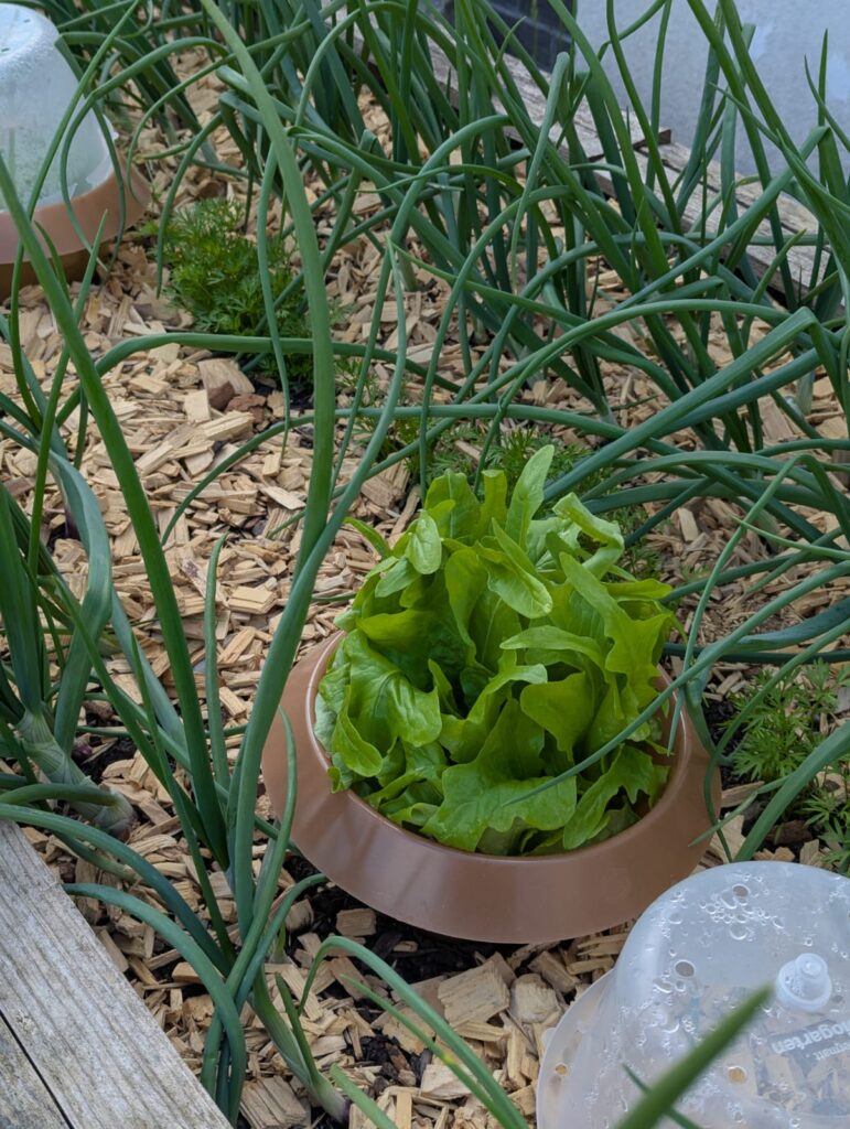5 Tipps gegen Unkraut im eigenen Garten. Anleitung wie ich meinen Gemüse- Garten ohne Unkraut angelegt habe und wie das bei euch klappt