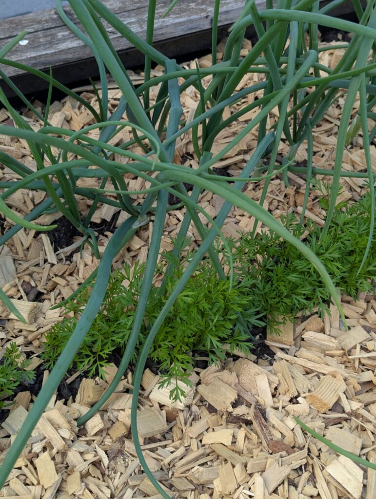 5 Tipps gegen Unkraut im eigenen Garten. Anleitung wie ich meinen Gemüse- Garten ohne Unkraut angelegt habe und wie das bei euch klappt