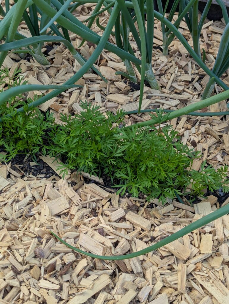 5 Tipps gegen Unkraut im eigenen Garten. Anleitung wie ich meinen Gemüse- Garten ohne Unkraut angelegt habe und wie das bei euch klappt