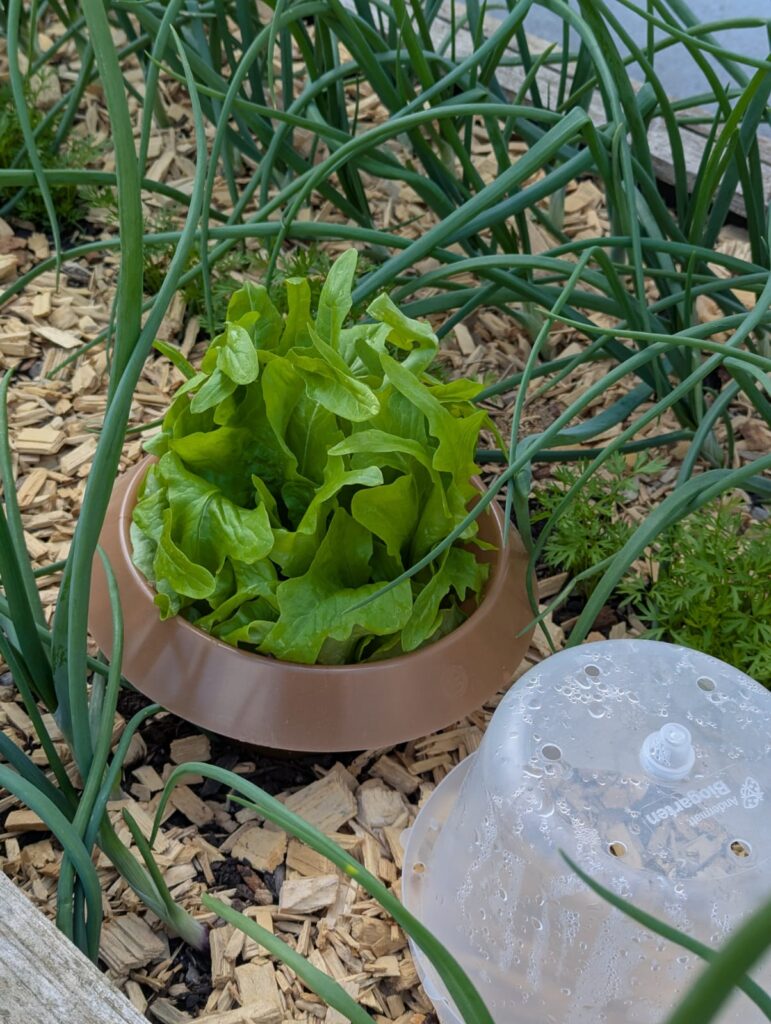 5 Tipps gegen Unkraut im eigenen Garten. Anleitung wie ich meinen Gemüse- Garten ohne Unkraut angelegt habe und wie das bei euch klappt