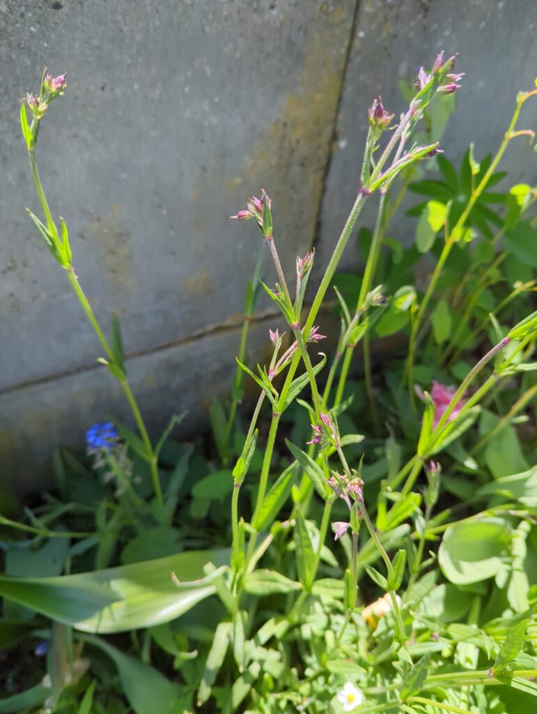 Heimische Stauden und Wildstauden für euren Blumengarten und wunderschön üppigen Bauerngarten - sortiert nach sonniger & schattiger Standort