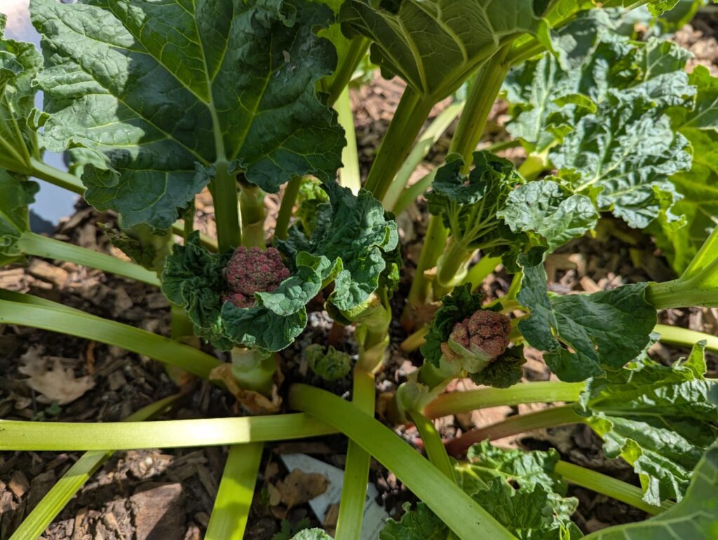 Was tun, wenn Rhabarber blüht? Hier erfahrt ihr die Gründe & meine Tipps für den Umgang mit der Blüte und trotzdem einer ertragreichen Ernte