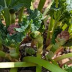 Was tun, wenn Rhabarber blüht? Hier erfahrt ihr die Gründe & meine Tipps für den Umgang mit der Blüte und trotzdem einer ertragreichen Ernte