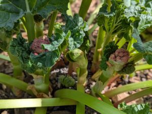 Was tun, wenn Rhabarber blüht? Hier erfahrt ihr die Gründe & meine Tipps für den Umgang mit der Blüte und trotzdem einer ertragreichen Ernte