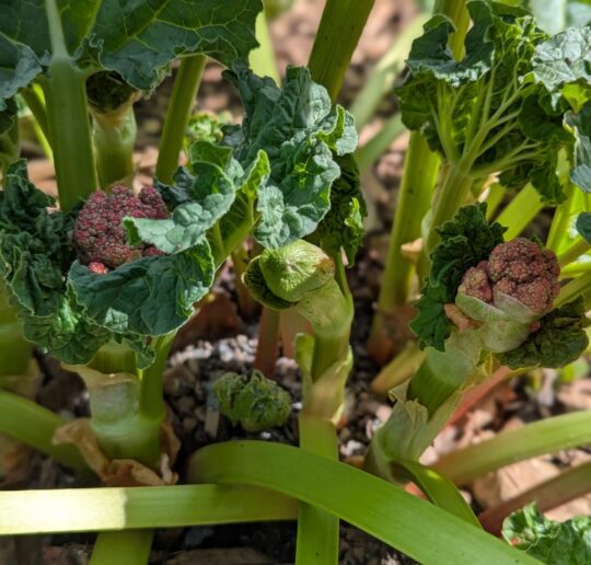Was tun, wenn Rhabarber blüht? Hier erfahrt ihr die Gründe & meine Tipps für den Umgang mit der Blüte und trotzdem einer ertragreichen Ernte