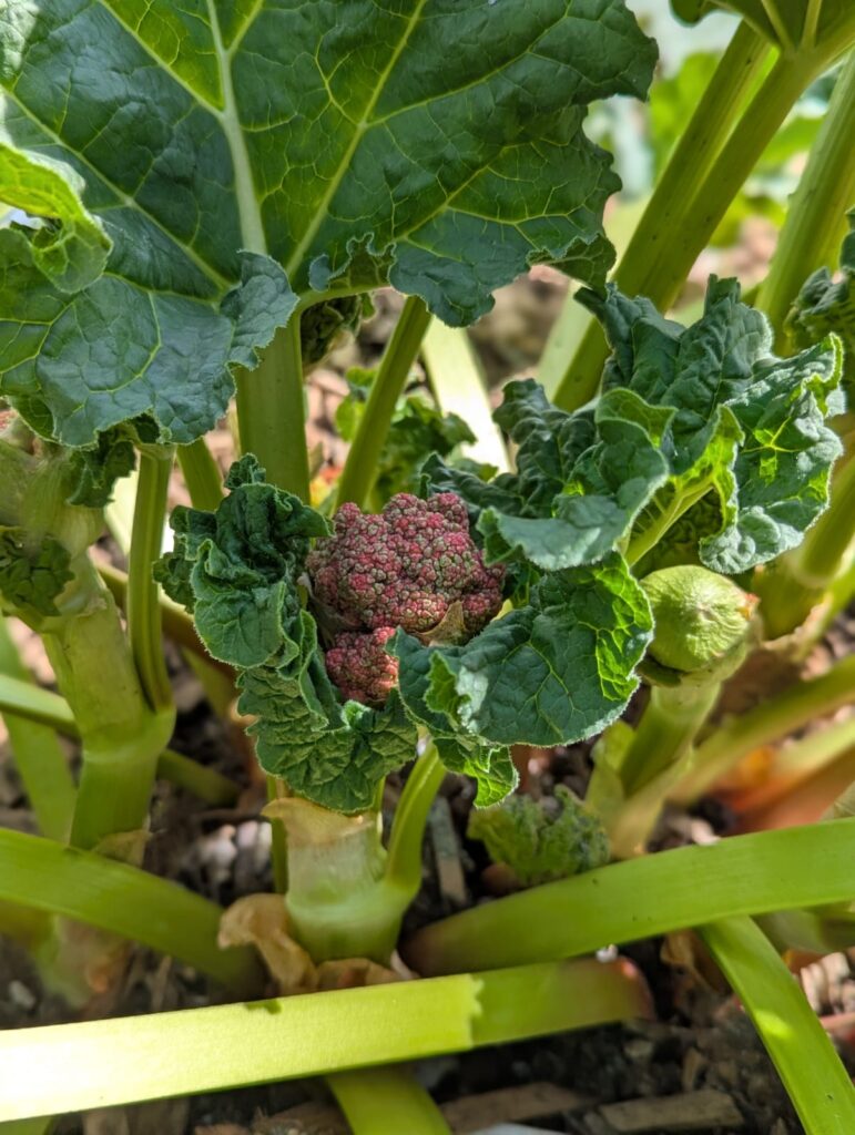 Was tun, wenn Rhabarber blüht? Hier erfahrt ihr die Gründe & meine Tipps für den Umgang mit der Blüte und trotzdem einer ertragreichen Ernte