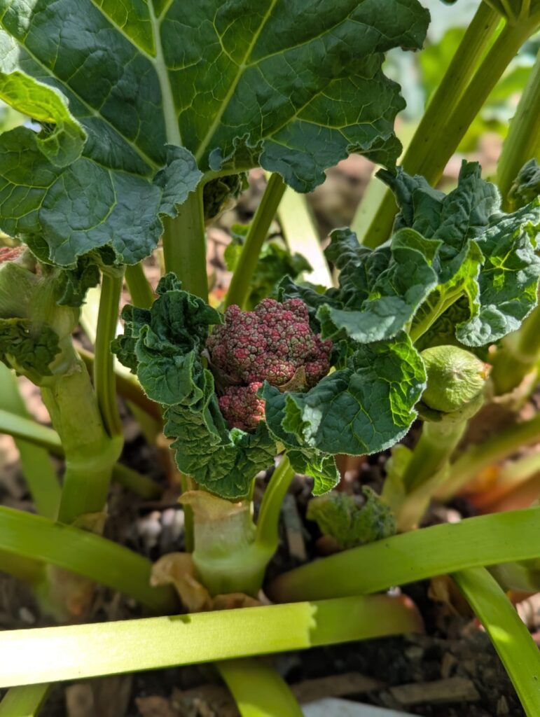 Was tun, wenn Rhabarber blüht? Hier erfahrt ihr die Gründe & meine Tipps für den Umgang mit der Blüte und trotzdem einer ertragreichen Ernte