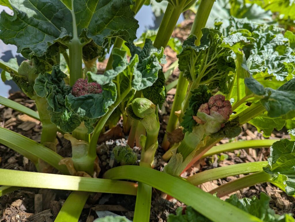 Was tun, wenn Rhabarber blüht? Hier erfahrt ihr die Gründe & meine Tipps für den Umgang mit der Blüte und trotzdem einer ertragreichen Ernte