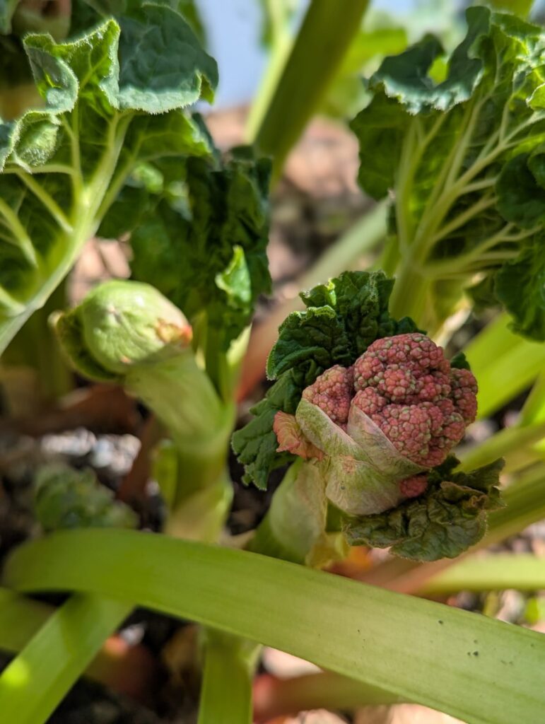 Was tun, wenn Rhabarber blüht? Hier erfahrt ihr die Gründe & meine Tipps für den Umgang mit der Blüte und trotzdem einer ertragreichen Ernte