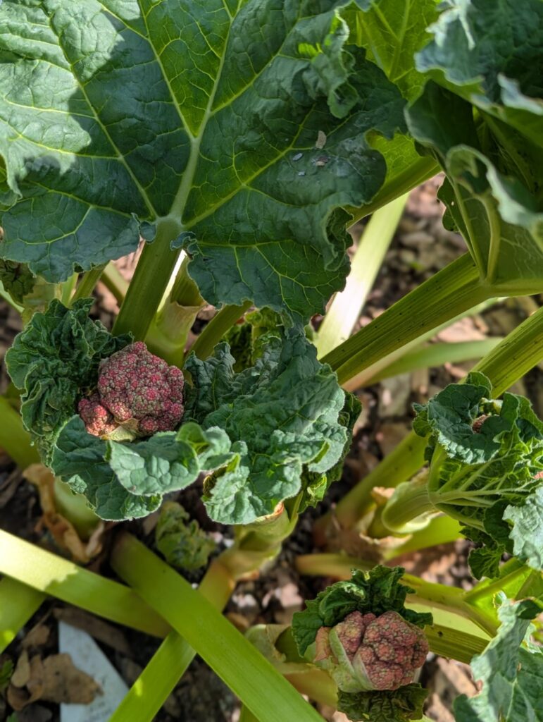 Was tun, wenn Rhabarber blüht? Hier erfahrt ihr die Gründe & meine Tipps für den Umgang mit der Blüte und trotzdem einer ertragreichen Ernte
