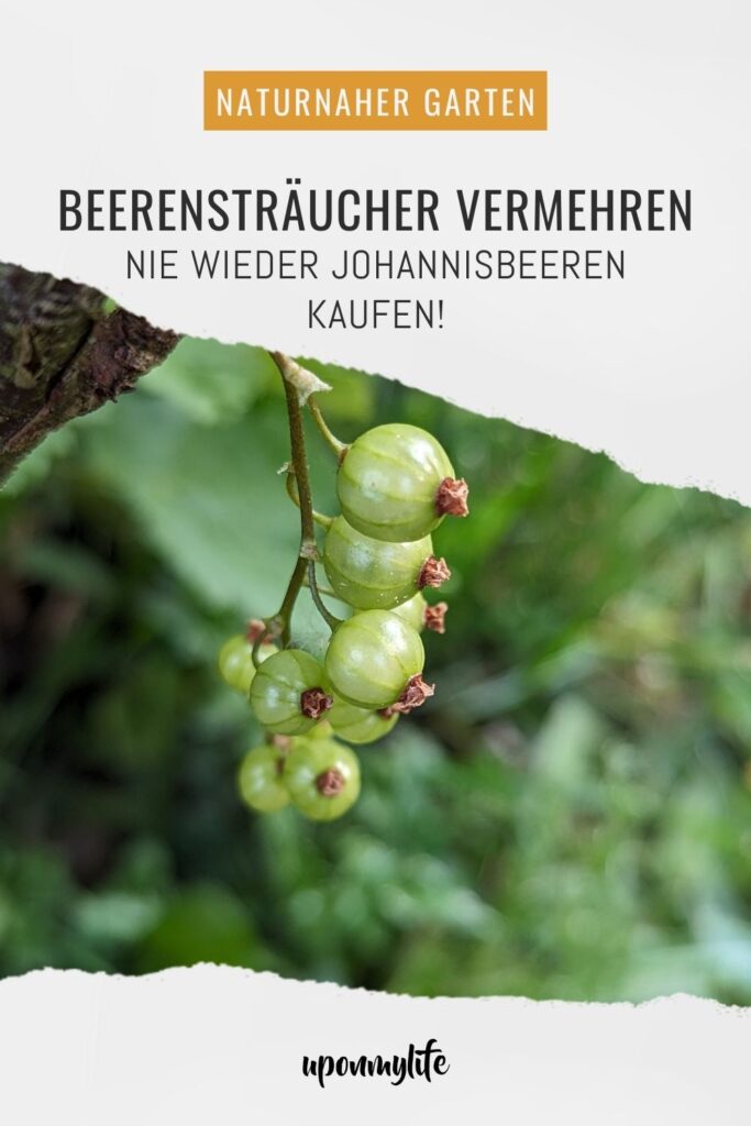 Beerensträucher vermehren: Ausführliche Anleitung für Anfänger. Gelingsicher mehr Johannisbeeren aus dem eigenen Garten ernten und genießen