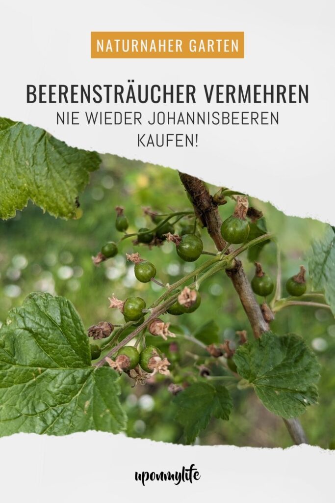 Beerensträucher vermehren: Ausführliche Anleitung für Anfänger. Gelingsicher mehr Johannisbeeren aus dem eigenen Garten ernten und genießen