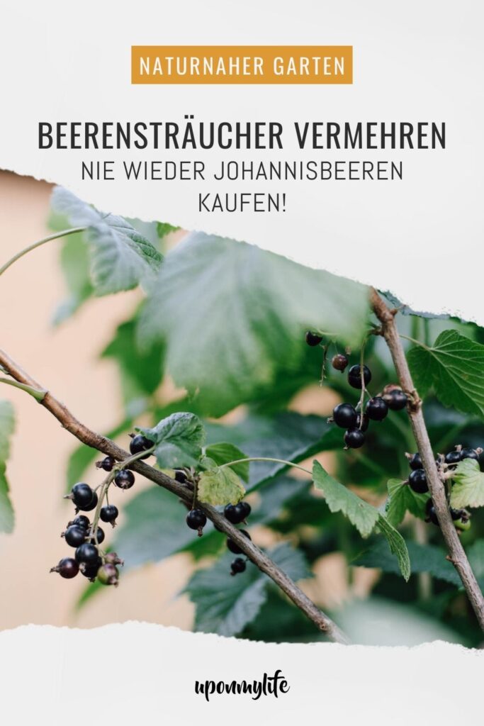 Beerensträucher vermehren: Ausführliche Anleitung für Anfänger. Gelingsicher mehr Johannisbeeren aus dem eigenen Garten ernten und genießen