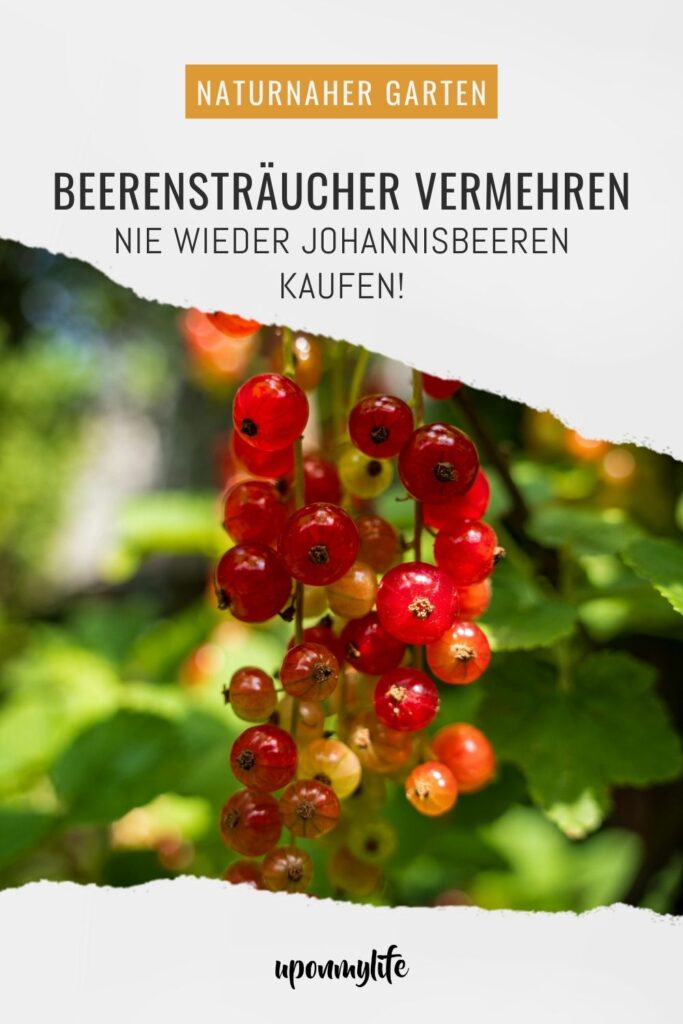 Beerensträucher vermehren: Ausführliche Anleitung für Anfänger. Gelingsicher mehr Johannisbeeren aus dem eigenen Garten ernten und genießen