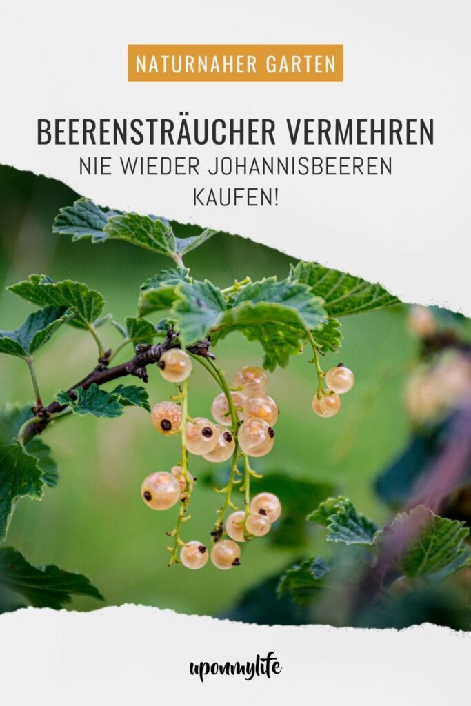 Beerensträucher vermehren: Ausführliche Anleitung für Anfänger. Gelingsicher mehr Johannisbeeren aus dem eigenen Garten ernten und genießen