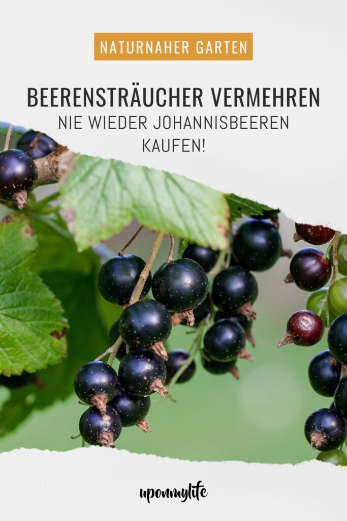 Beerensträucher vermehren: Ausführliche Anleitung für Anfänger. Gelingsicher mehr Johannisbeeren aus dem eigenen Garten ernten und genießen