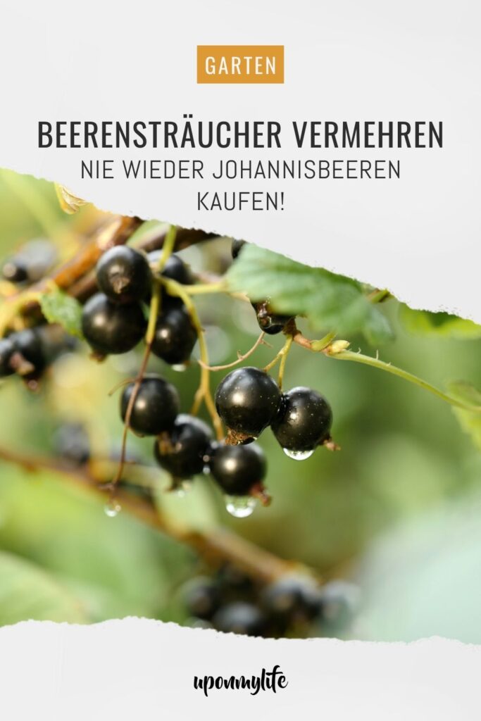 Beerensträucher vermehren: Ausführliche Anleitung für Anfänger. Gelingsicher mehr Johannisbeeren aus dem eigenen Garten ernten und genießen