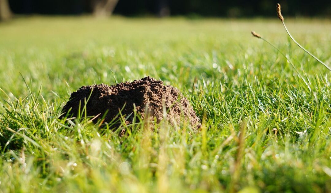 Maulwurf im Garten – was tun? Praktische, rechtssichere und tierfreundliche Tipps zu Vertreibung, Rasenreparatur und Co. im eigenen Garten.