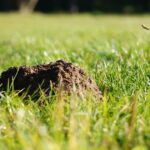 Maulwurf im Garten – was tun? Praktische, rechtssichere und tierfreundliche Tipps zu Vertreibung, Rasenreparatur und Co. im eigenen Garten.