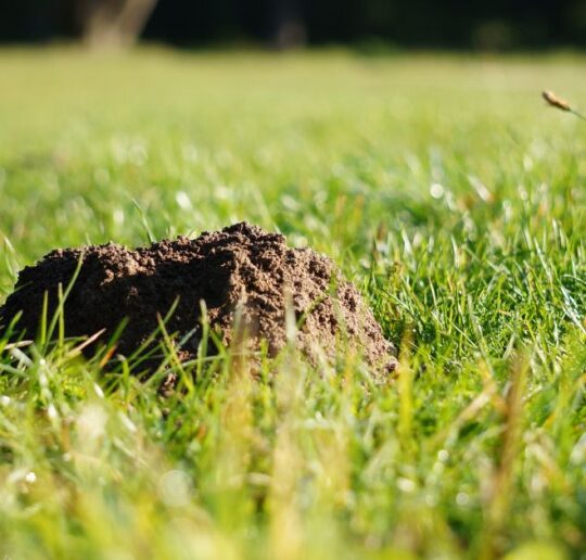 Maulwurf im Garten – was tun? Praktische, rechtssichere und tierfreundliche Tipps zu Vertreibung, Rasenreparatur und Co. im eigenen Garten.
