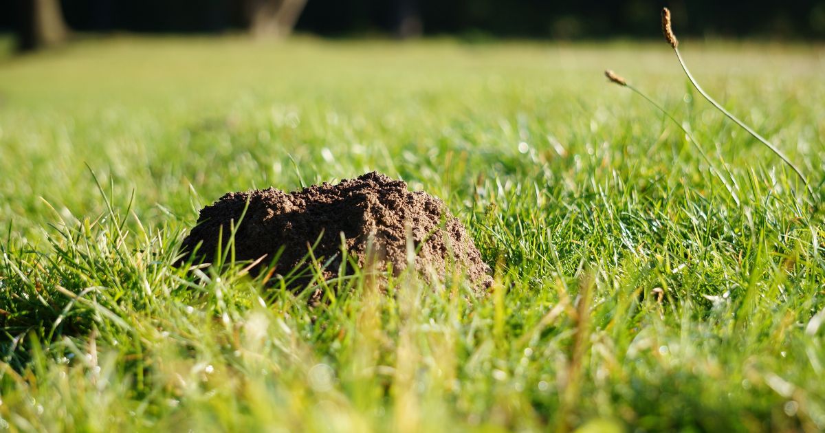 Maulwurf im Garten – was tun? Praktische, rechtssichere und tierfreundliche Tipps zu Vertreibung, Rasenreparatur und Co. im eigenen Garten.