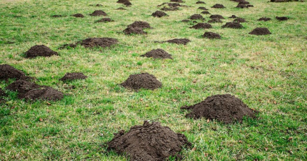 Maulwurf im Garten – was tun? Praktische, rechtssichere und tierfreundliche Tipps zu Vertreibung, Rasenreparatur und Co. im eigenen Garten.